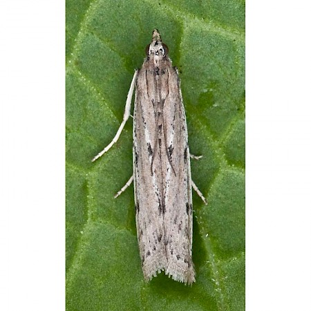 Phycitodes saxicola