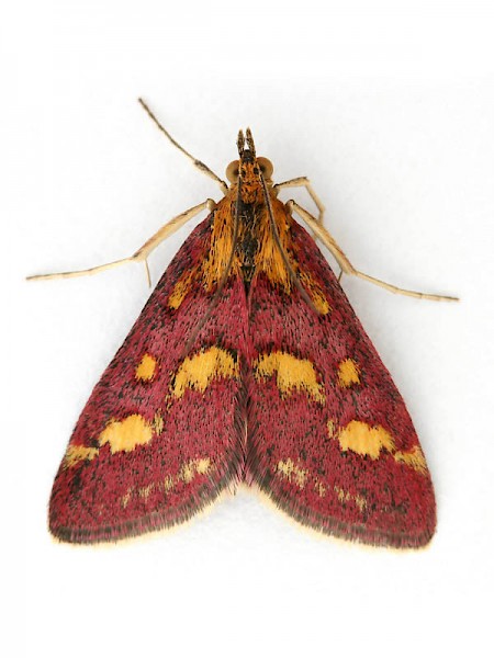 Pyrausta purpuralis