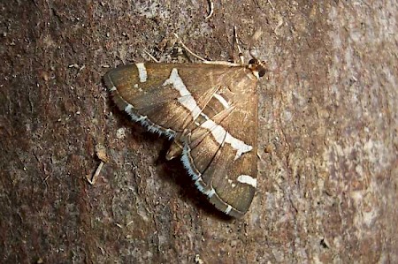 Spoladea recurvalis