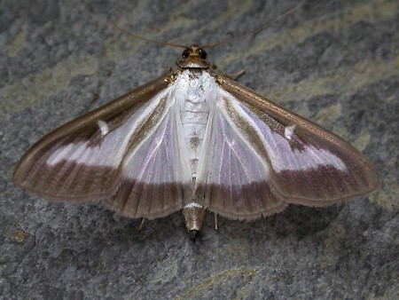 Box-tree Moth Cydalima perspectalis