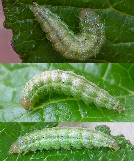 Garden Pebble Evergestis forficalis