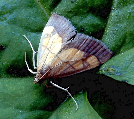 Evergestis limbata