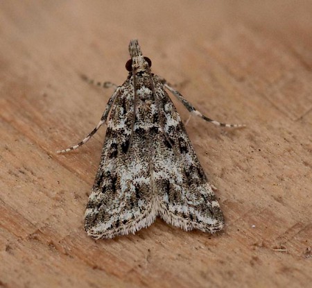 Eudonia lineola