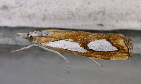 Catoptria pinella