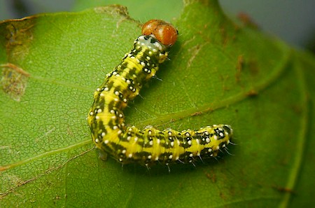 Frosted Green Polyploca ridens