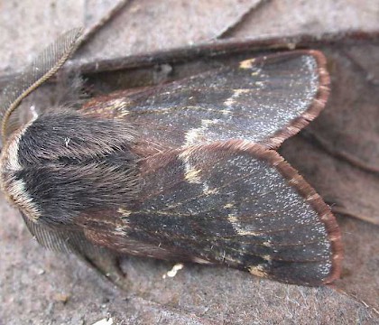 Poecilocampa populi
