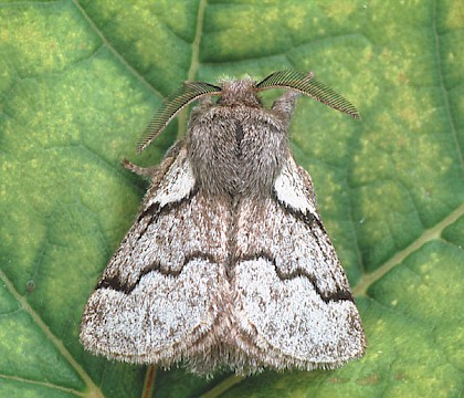 Trichiura crataegi