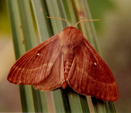 Lasiocampa trifolii