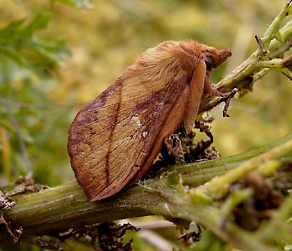 Euthrix potatoria