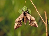 Eyed Hawk-moth