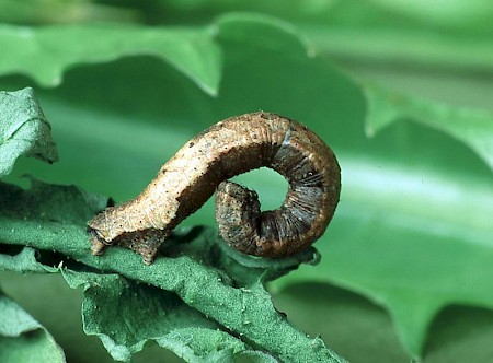 Portland Ribbon Wave Idaea degeneraria