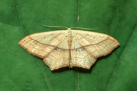 Small Blood-vein Scopula imitaria