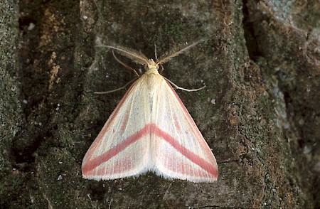 The Vestal Rhodometra sacraria