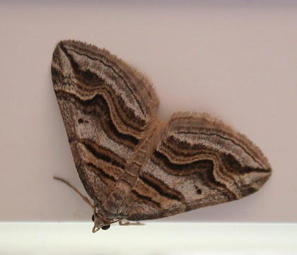 Adult &bull; Guernsey, Channel Islands &bull; &copy; Mark Lawlor