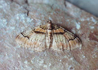 Ruddy Carpet Catarhoe rubidata