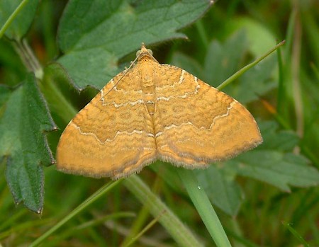 Yellow Shell Camptogramma bilineata