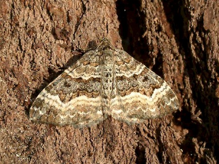 Common Carpet Epirrhoe alternata