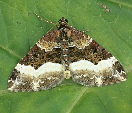 Adult &bull; Dorset &bull; &copy; Paul Harris