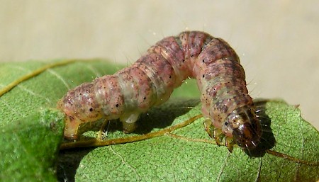 May Highflyer Hydriomena impluviata