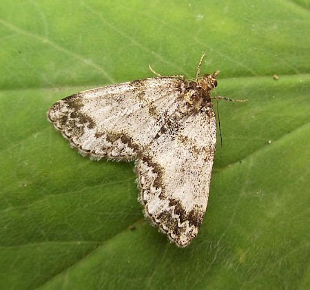 Broken-barred Carpet Electrophaes corylata