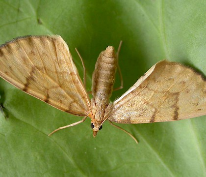 Adult &bull; Ex. Larva, Chorlton, G. Manchester &bull; &copy; Ben Smart