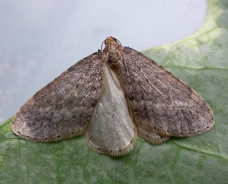 Northern Winter Moth Operophtera fagata