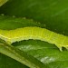 Early instar larva • Hardenberg, The Netherlands • © Ab H. Baas