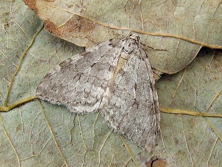 Pale November Moth Epirrita christyi