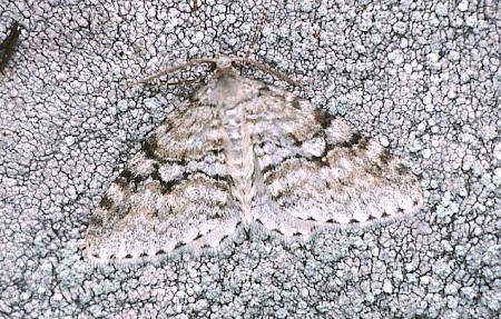 Welsh Wave Venusia cambrica
