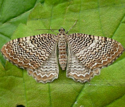 Adult &bull; Rixton, Warrington, Cheshire, reared from larva &bull; &copy; Ben Smart