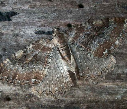 Adult &bull; Hemingford Grey, Hunts. &bull; &copy; Nick Greatorex-Davies