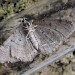 Adult &bull; Underside view &bull; &copy; Alastair Driver