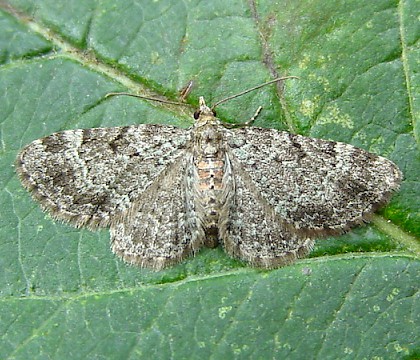 Adult &bull; Wardley Wood, Rutland, Leics. &bull; &copy; Mark Skevington