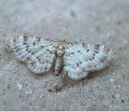 Adult &bull; Wyre Forest, Worcs. &bull; &copy; Rosemary Winnall