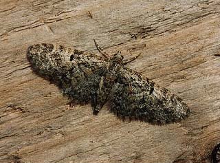 Oak-tree Pug Eupithecia dodoneata