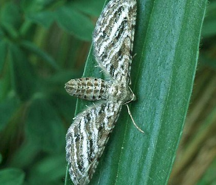 Adult &bull; Lincolnshire &bull; &copy; Roy Leverton