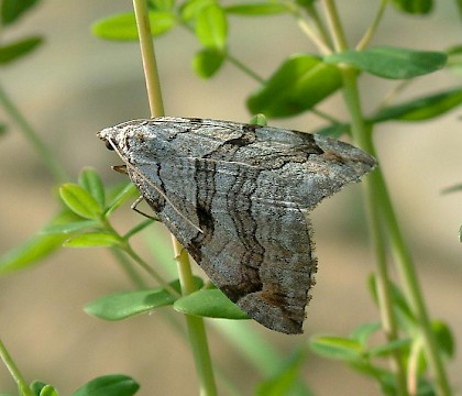 Adult &bull; Hemingford Grey, Hunts. &bull; &copy; Nick Greatorex-Davies