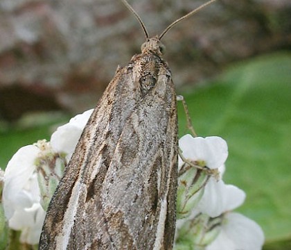 Adult &bull; CairnCummer, Aberdeenshire &bull; &copy; Chris Harlow
