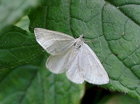 Grey Carpet Lithostege griseata