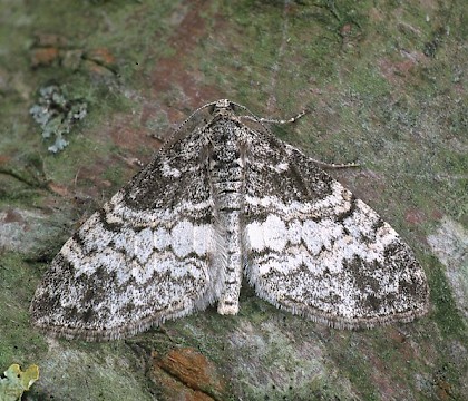 Adult &bull; Dorset &bull; &copy; Paul Harris