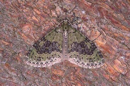 Yellow-barred Brindle Acasis viretata