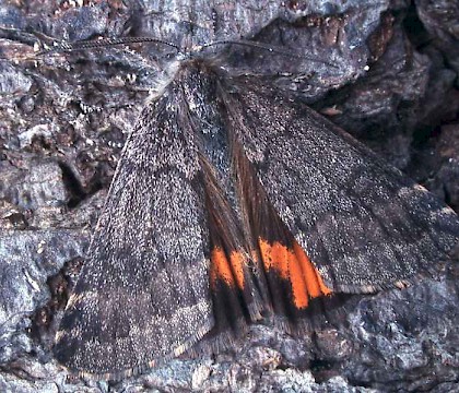 Male &bull; Monks Wood NNR, Hunts &bull; &copy; Nick Greatorex-Davies