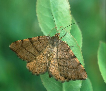 Adult &bull; E. Invernessshire &bull; &copy; Roy Leverton