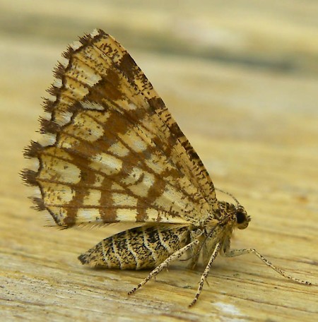 Latticed Heath Chiasmia clathrata