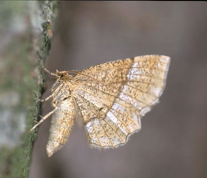 Adult &bull; Dorset &bull; &copy; Paul Harris