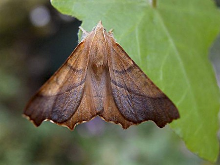 Dusky Thorn Ennomos fuscantaria