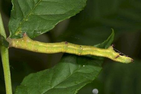 Dusky Thorn Ennomos fuscantaria