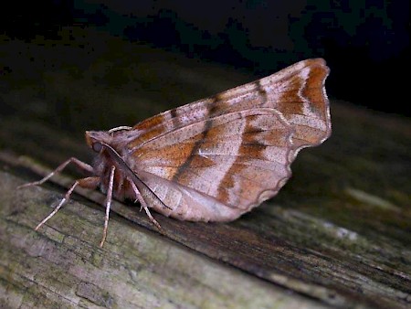 Early Thorn Selenia dentaria