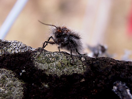 Rannoch Brindled Beauty Lycia lapponaria