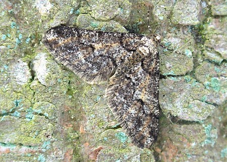 Spring Usher Agriopis leucophaearia